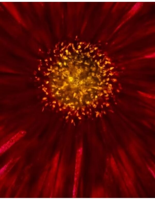 Wall art: Austuriaanse bloem - Image 2