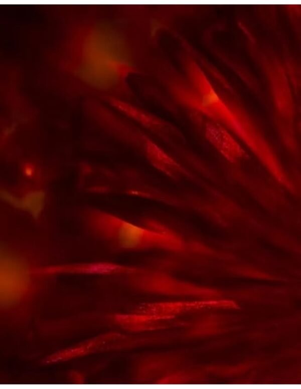 Wall art: Austuriaanse bloem - Image 4