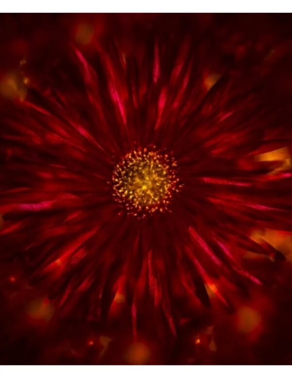 Wall art: Austuriaanse bloem - Image 5