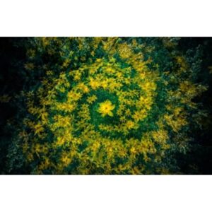 Wall art: Universum in de achtertuin
