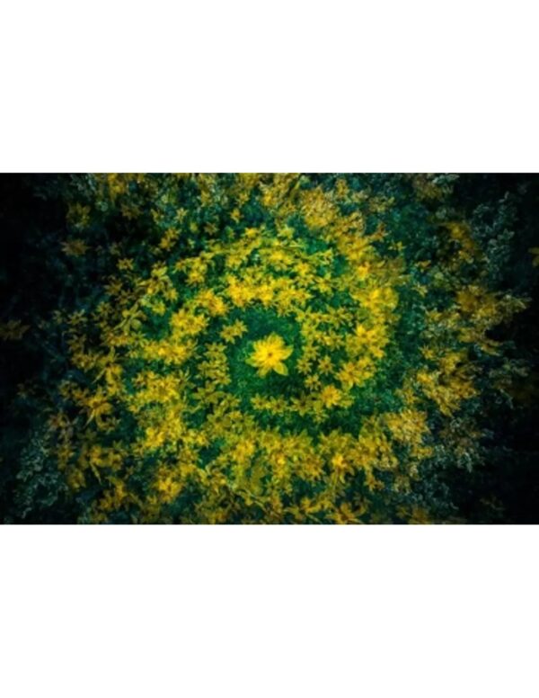 Wall art: Universum in de achtertuin