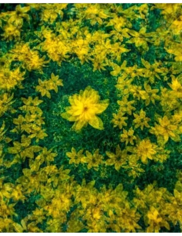 Wall art: Universum in de achtertuin - Image 2