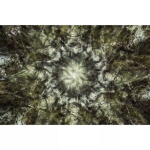 Wall art: Berken op de bedding