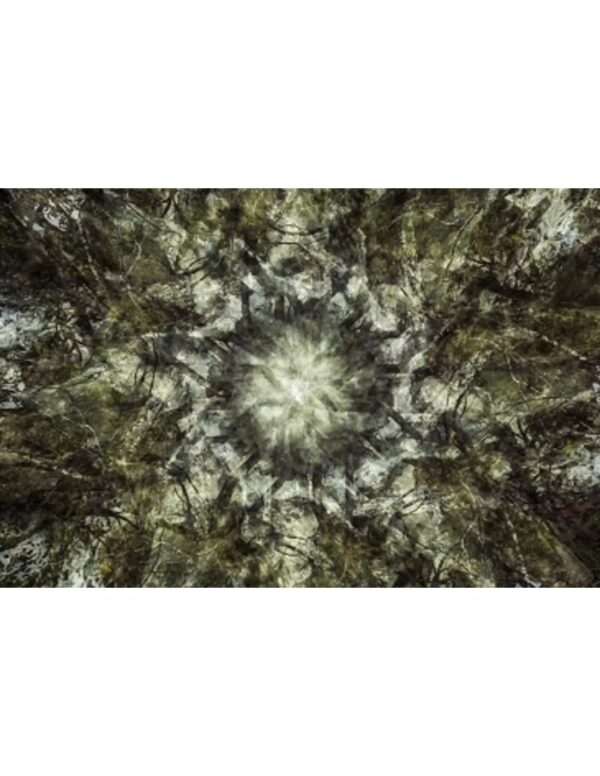 Wall art: Berken op de bedding