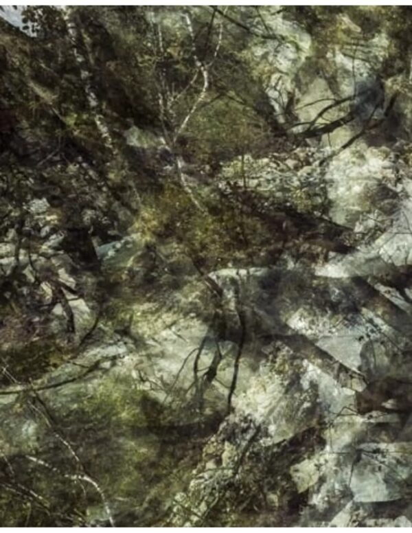 Wall art: Berken op de bedding - Image 3