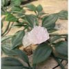 Roze kwarts Livinalli nr.5 - Image 4