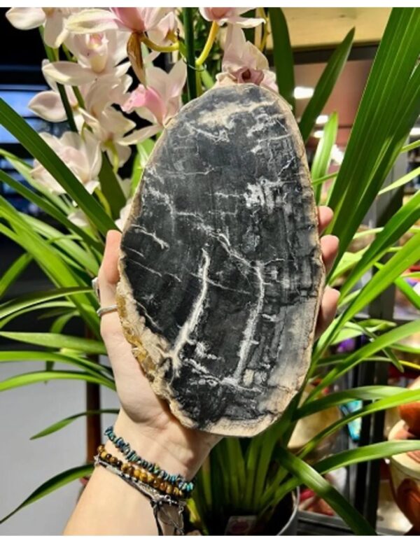 Versteend houten schijf zwart ovaal groot p/st (Indonesië) - Image 2