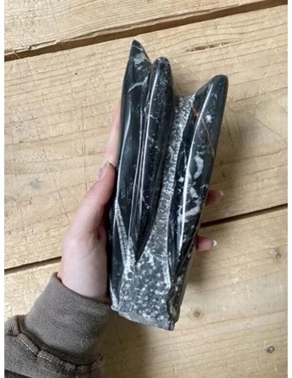 Orthoceras sculptuur nr.5 - Image 2