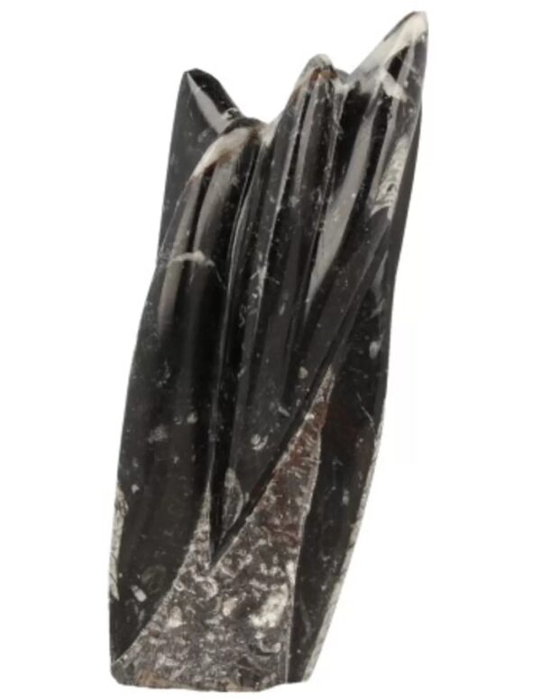 Orthoceras sculptuur nr.5 - Image 3