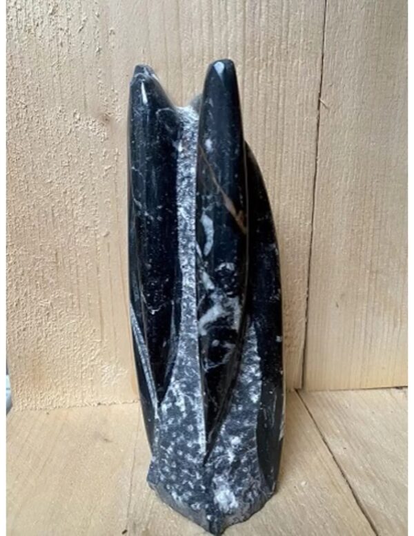 Orthoceras sculptuur nr.5 - Image 4