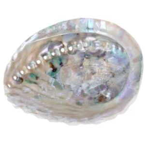 Abalone smudge schelp