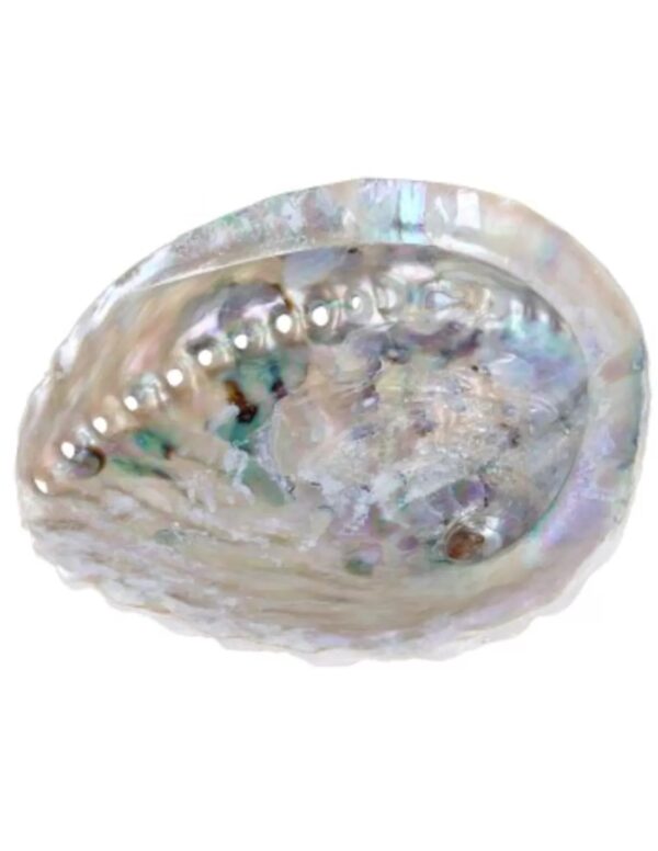Abalone smudge schelp