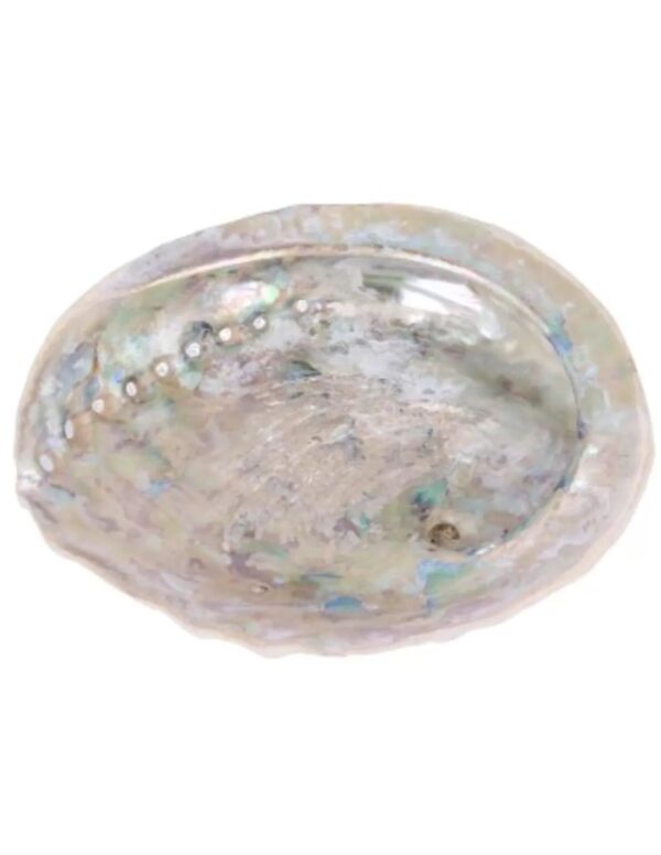 Abalone smudge schelp - Image 2
