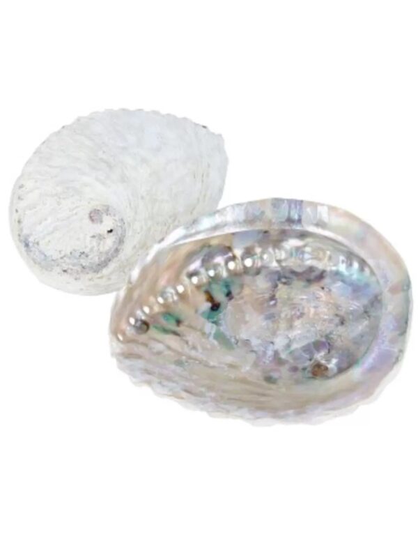 Abalone smudge schelp - Image 3