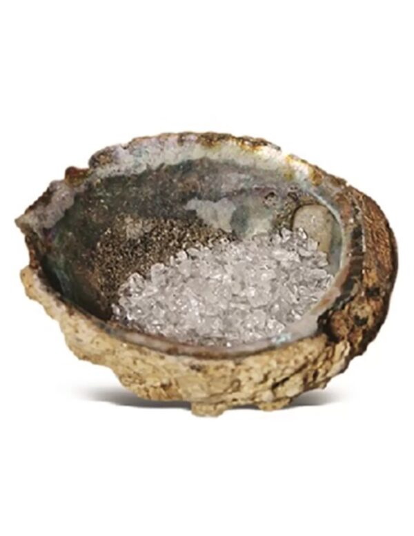 Abalone oplaadschelp
