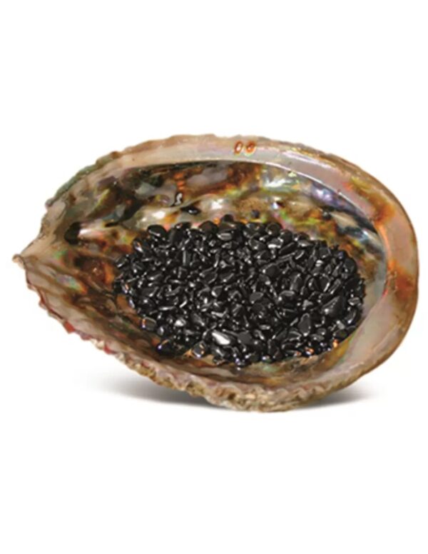Abalone ontlaadschelp