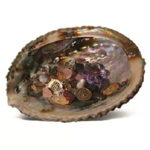 Abalone welvaartschelp