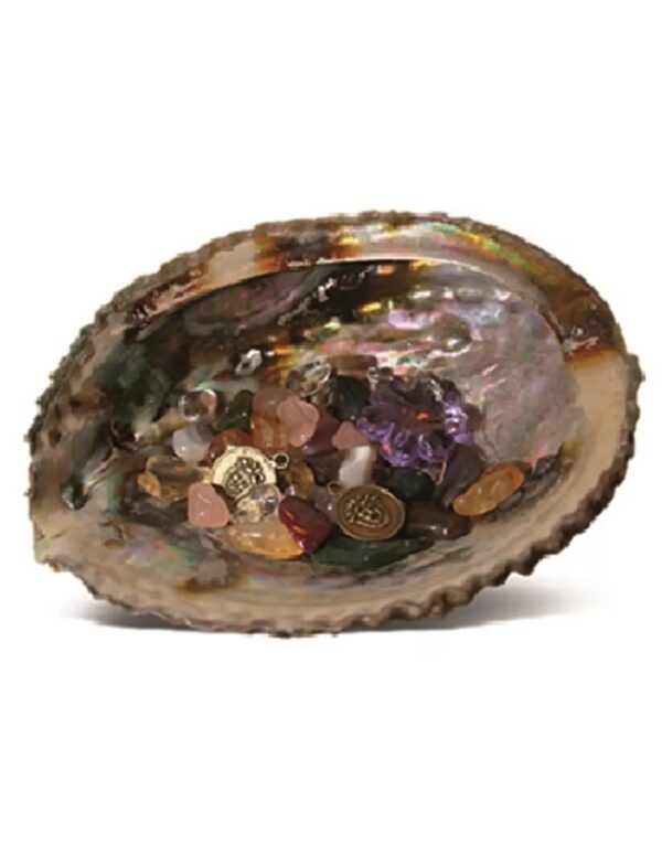 Abalone welvaartschelp