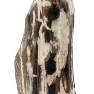 Fossiel hout uit Java gepolijst, p/kg