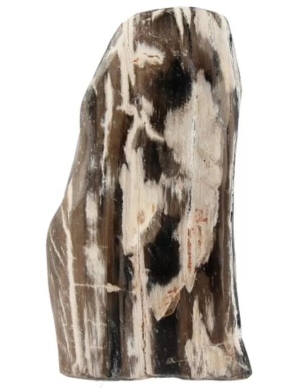 Fossiel hout uit Java gepolijst, p/kg
