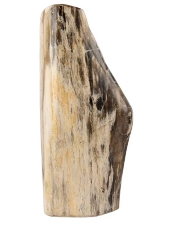 Fossiel hout uit Java gepolijst, p/kg - Image 2
