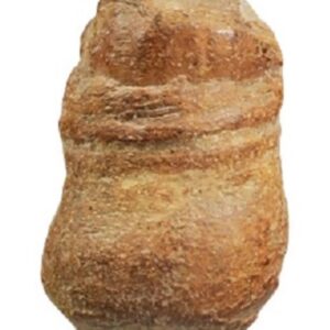 Fossiele cassave groot