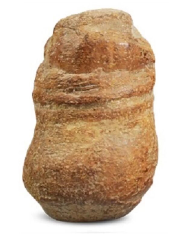 Fossiele cassave groot