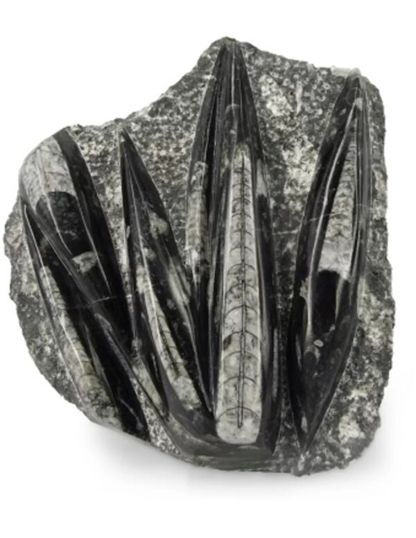 Orthoceras stukken, p/kg