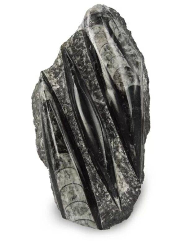 Orthoceras stukken, p/kg - Image 3