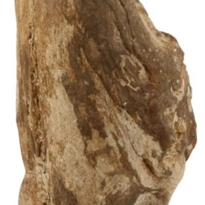 Fossiel hout uit Java half gepolijst, p/kg