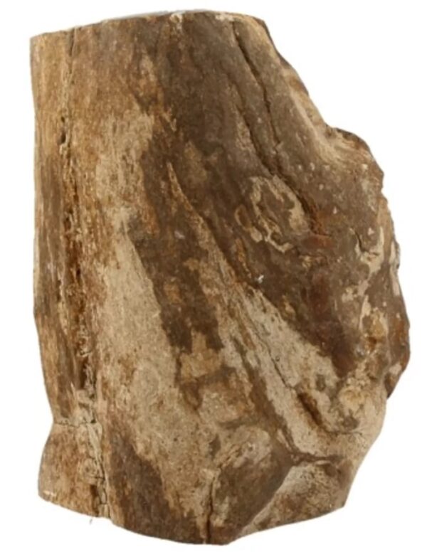 Fossiel hout uit Java half gepolijst, p/kg