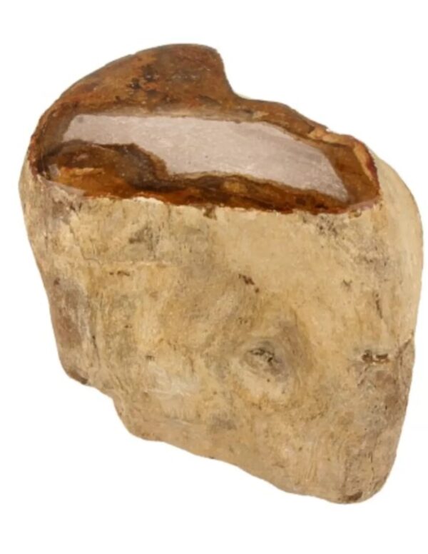 Fossiel hout uit Java half gepolijst, p/kg - Image 2