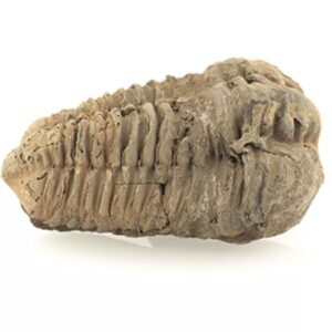 Trilobiet bruin ca. 6 cm