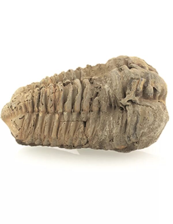 Trilobiet bruin ca. 6 cm