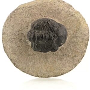 Trilobiet zwart ca. 2 cm