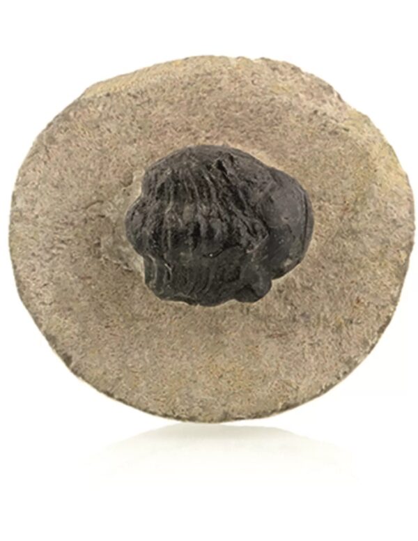 Trilobiet zwart ca. 2 cm