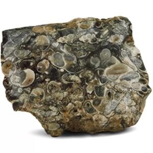 Agaat turritella ruw, p/kg