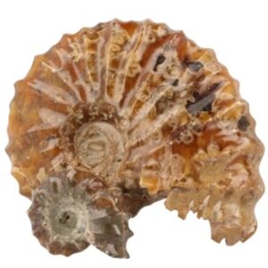Ammoniet 'tractorwiel'