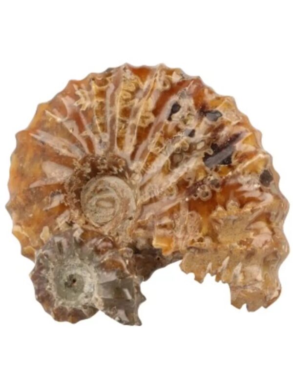 Ammoniet 'tractorwiel'