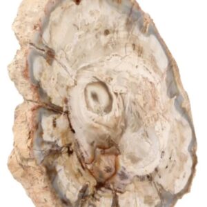 Versteend houten schijf Madagaskar 25-60 gram
