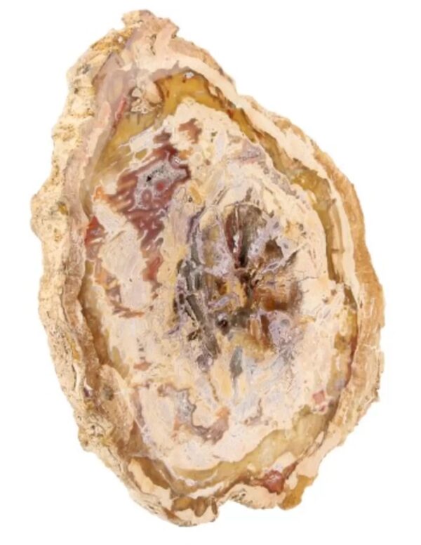 Versteend houten schijf Madagaskar 25-60 gram - Image 2