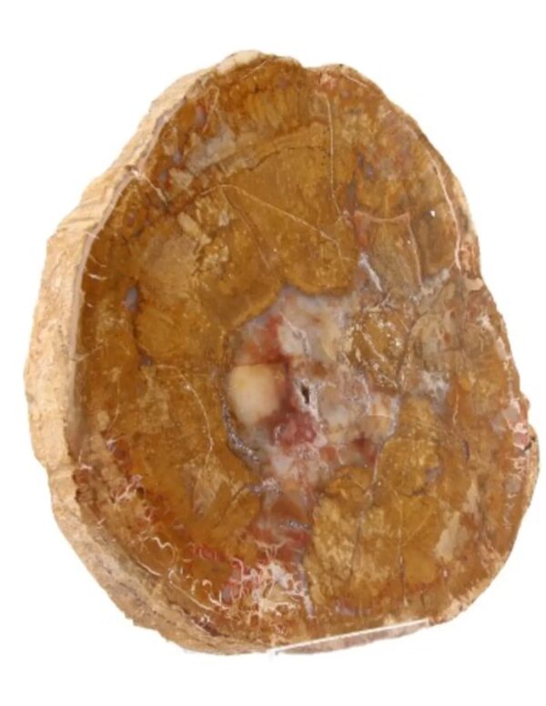 Versteend houten schijf Madagaskar 25-60 gram - Image 3