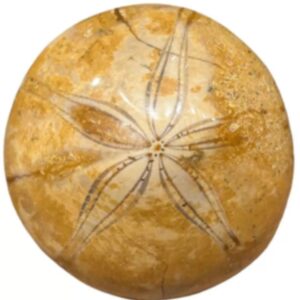 Fossiele Zee-egel 5 - 6,5 cm
