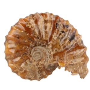 Ammoniet 'tractorwiel' nr.2