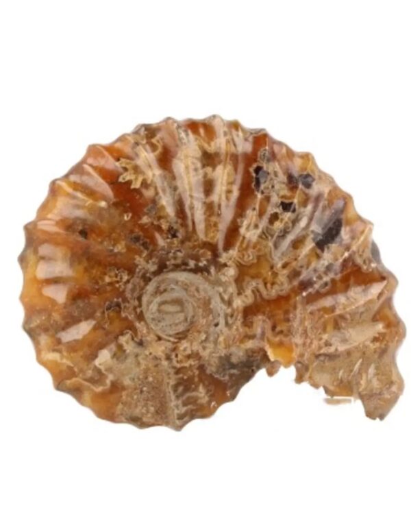 Ammoniet 'tractorwiel' nr.2