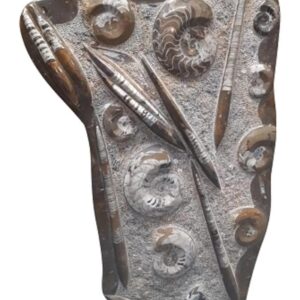 Orthoceras met Ammoniet sculptuur nr.29
