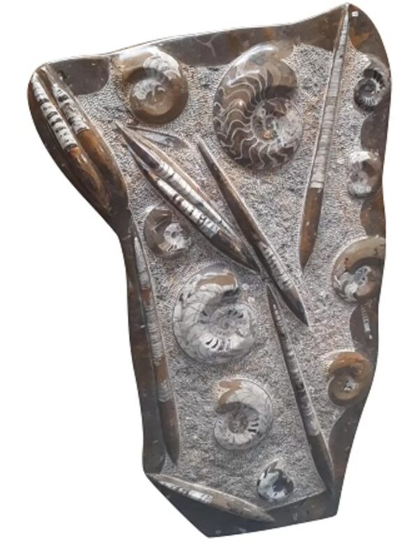 Orthoceras met Ammoniet sculptuur nr.29