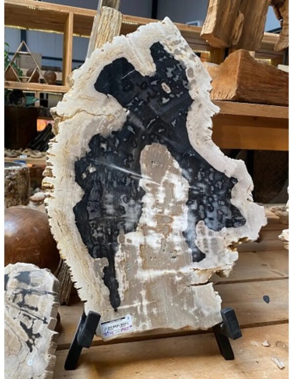 Versteend houten decoratie schijf nr.9 - Image 2