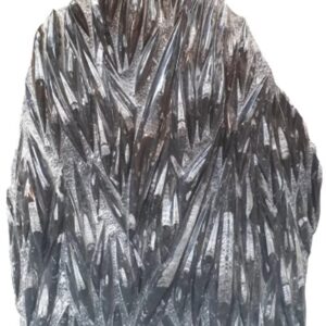 Orthoceras XL plaat nr.2