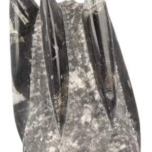 Orthoceras sculptuur nr.4